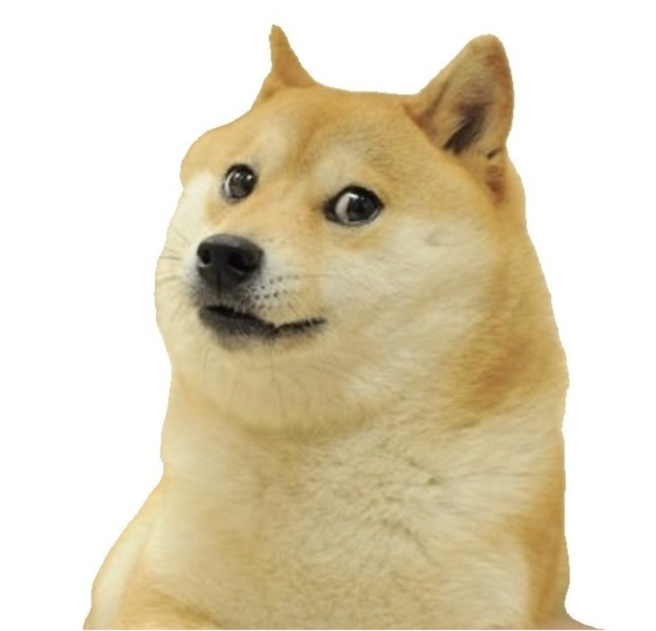 chatdoge